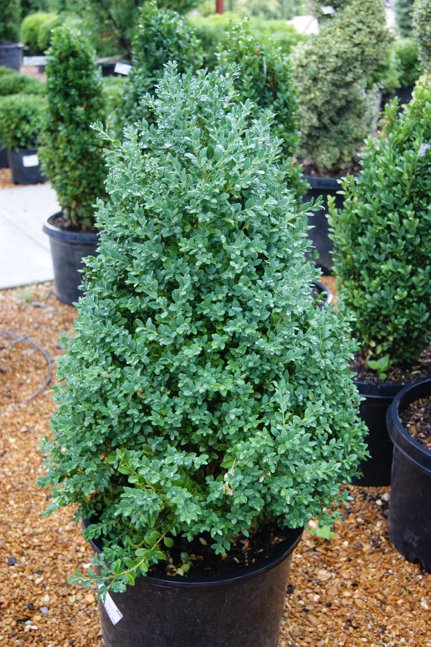 Buxus x 'Green Mountain'