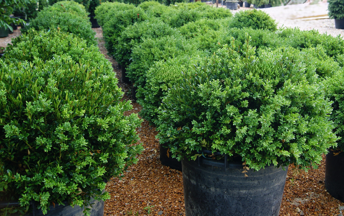 Buxus x 'Green Gem'