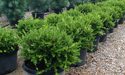 Buxus microphylla var. japonica 'Winter Gem'