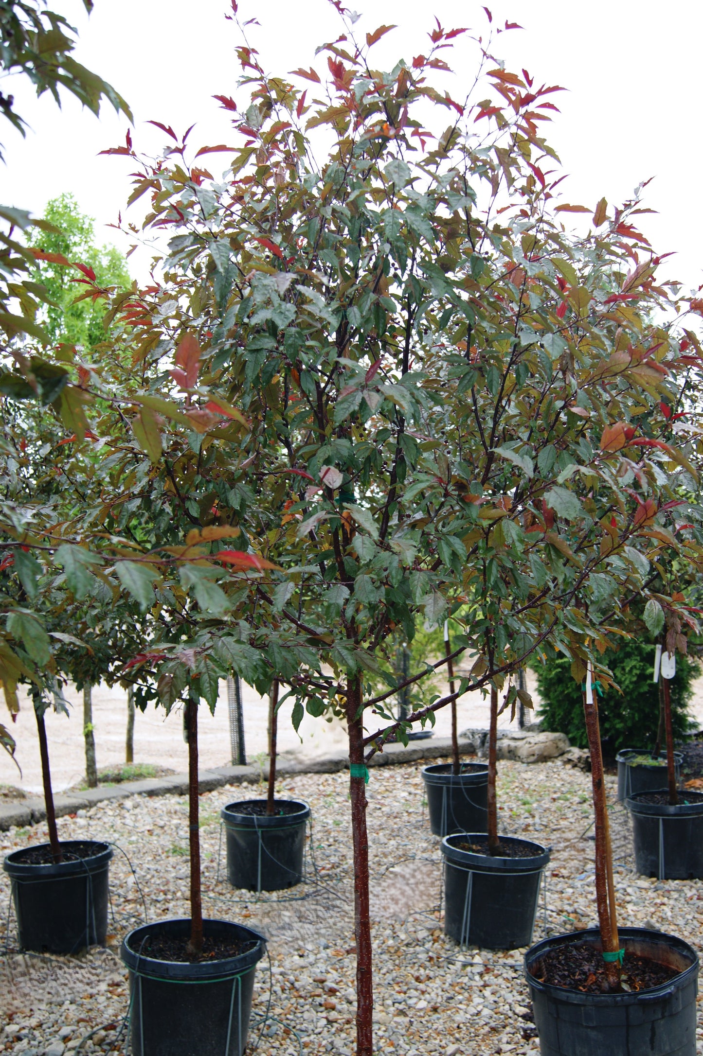 Malus 'Royal Raindrops'