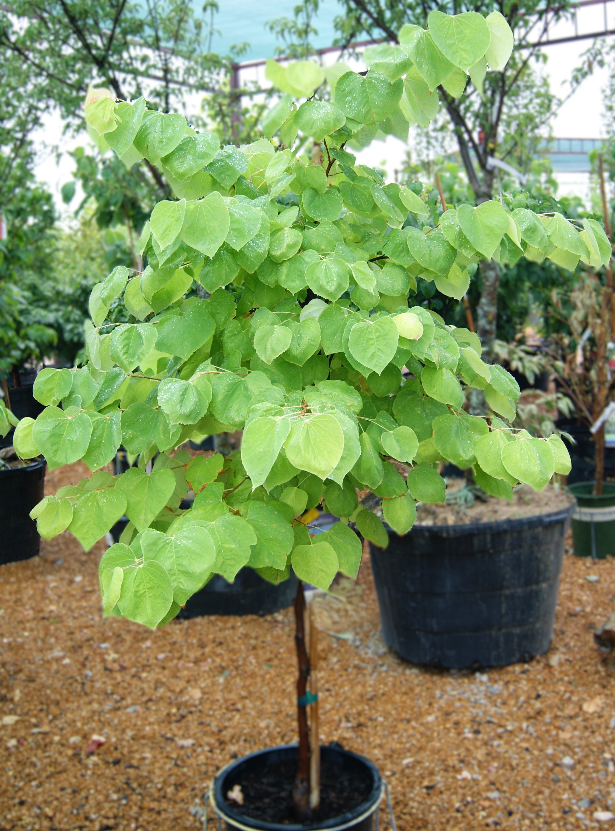 Redbud, Eastern 'The Rising Sun' (Cercis) – Passiglia Landscape ...