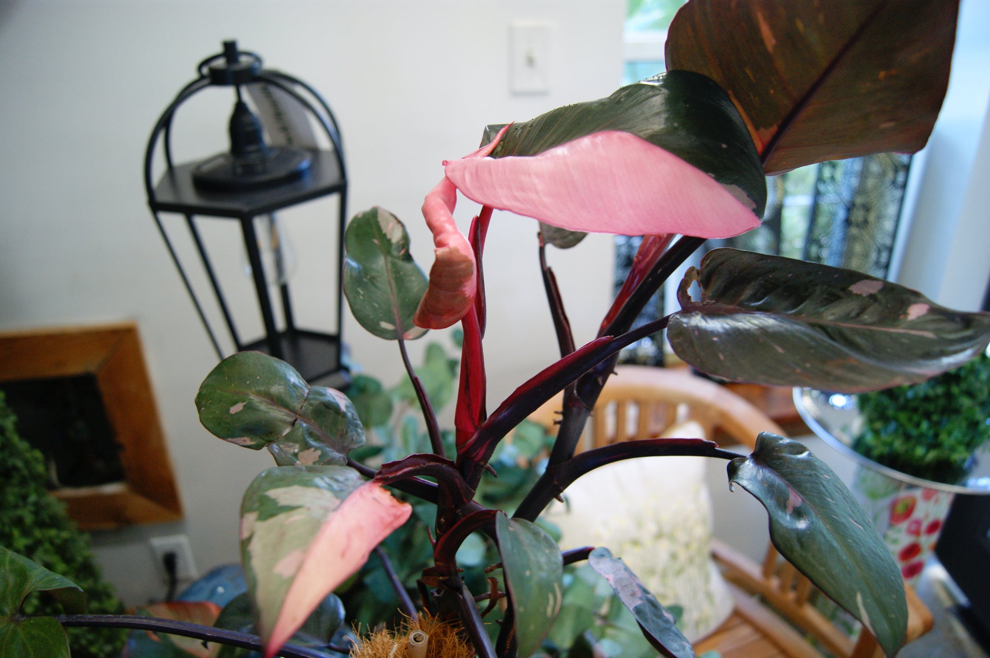 pink princess philodendron big Philodendron 'Pink Princess' (Philodendron) – Passiglia Landscape, Nursery & Garden Center