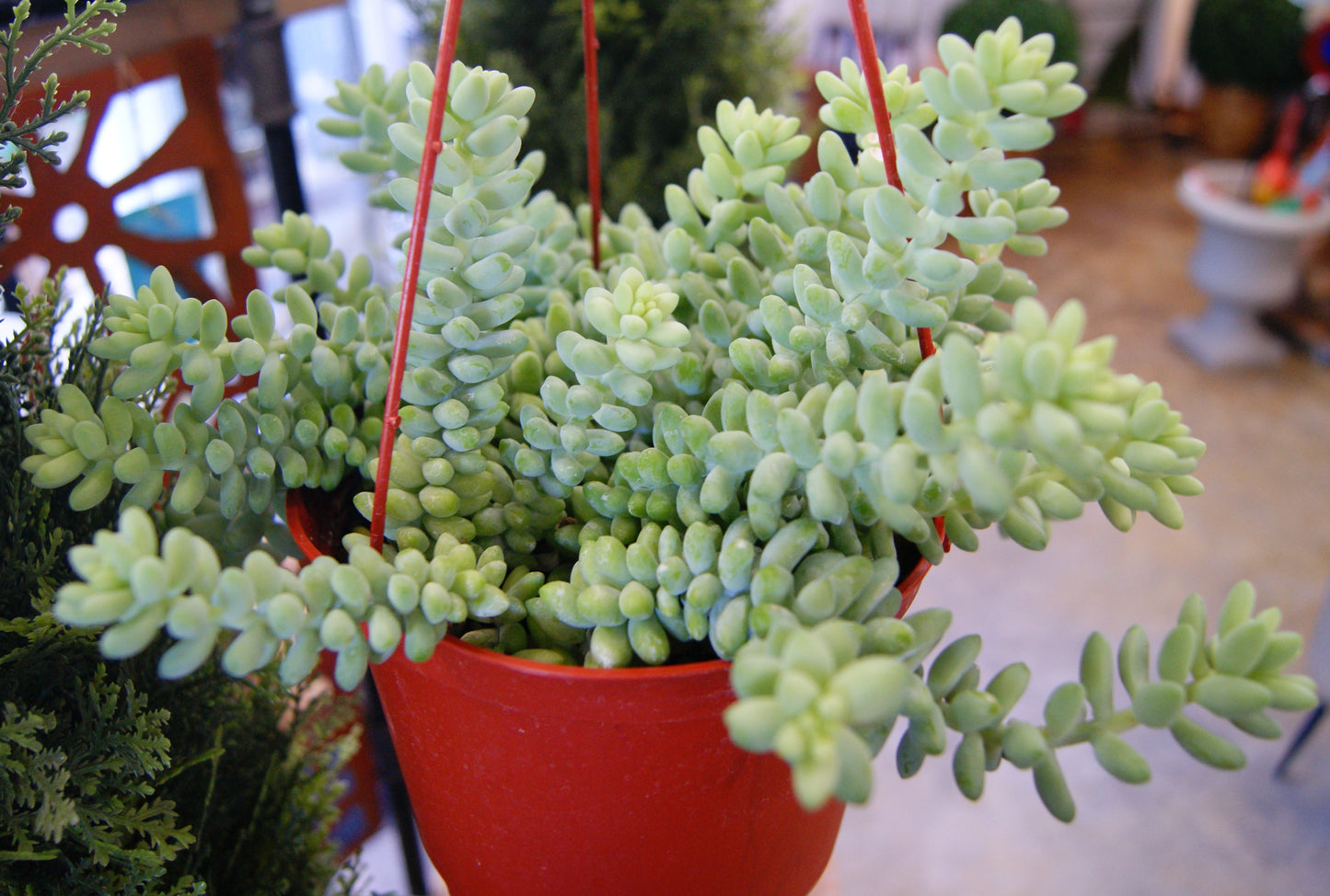 Sedum morganianum 'Burrito'