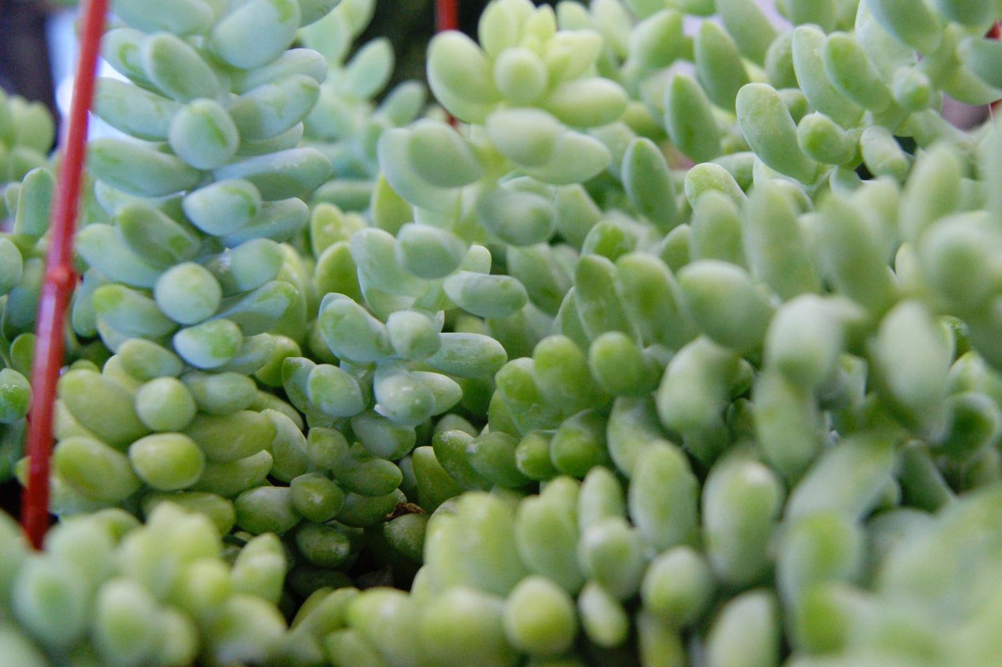 Sedum morganianum 'Burrito'