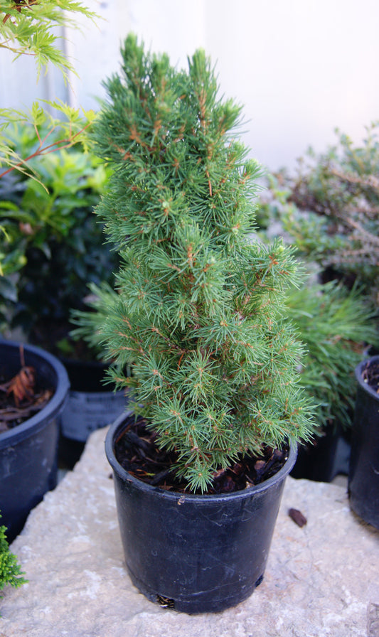 Spruce, Alberta Dwarf White 'Jean's Dilly' (Picea)
