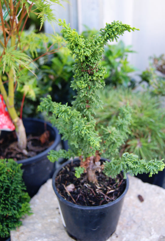 Falsecypress, Hinoki Compact 'Chirimen' (Chamaecyparis)