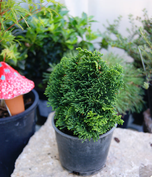 Falsecypress, Hinoki Compact 'Thoweil' (Chamaecyparis)