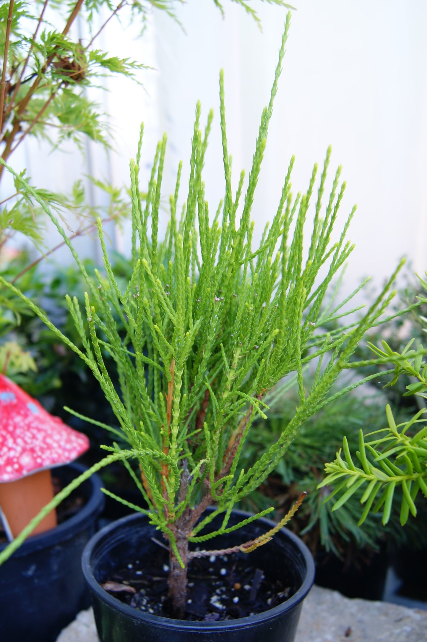 Thuja orientalis 'Franky Boy'