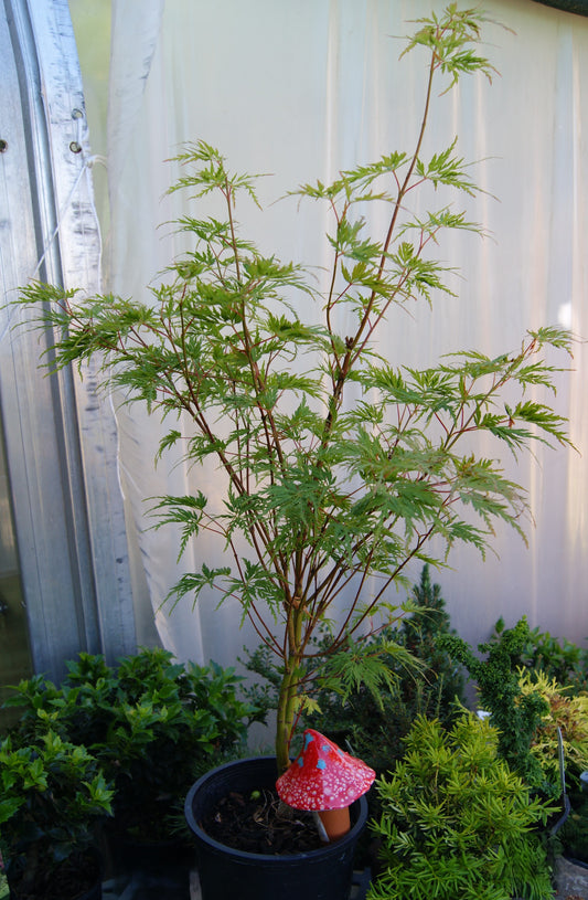 Acer palmatum var. dissectum 'Seiryu'