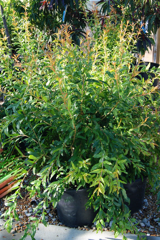 Pomegranate, 'Wonderful' (Tender)
