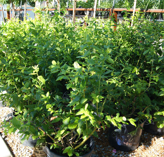 Vaccinium corymbosum 'Blue Crop'