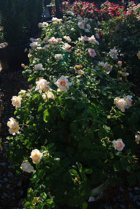 Rose, Shrub 'Nitty Gritty Peach' (Rosa)