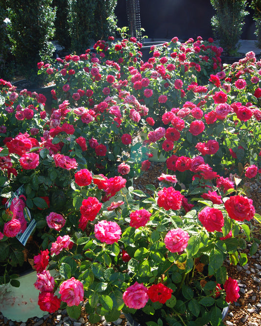Rose, Floribunda 'Cherrytini' (Rosa)