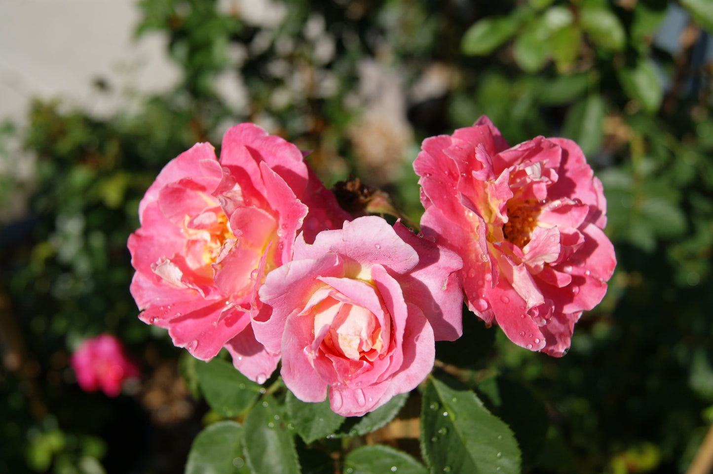 Rose, Climbing 'Fruity Petals' (Rosa)