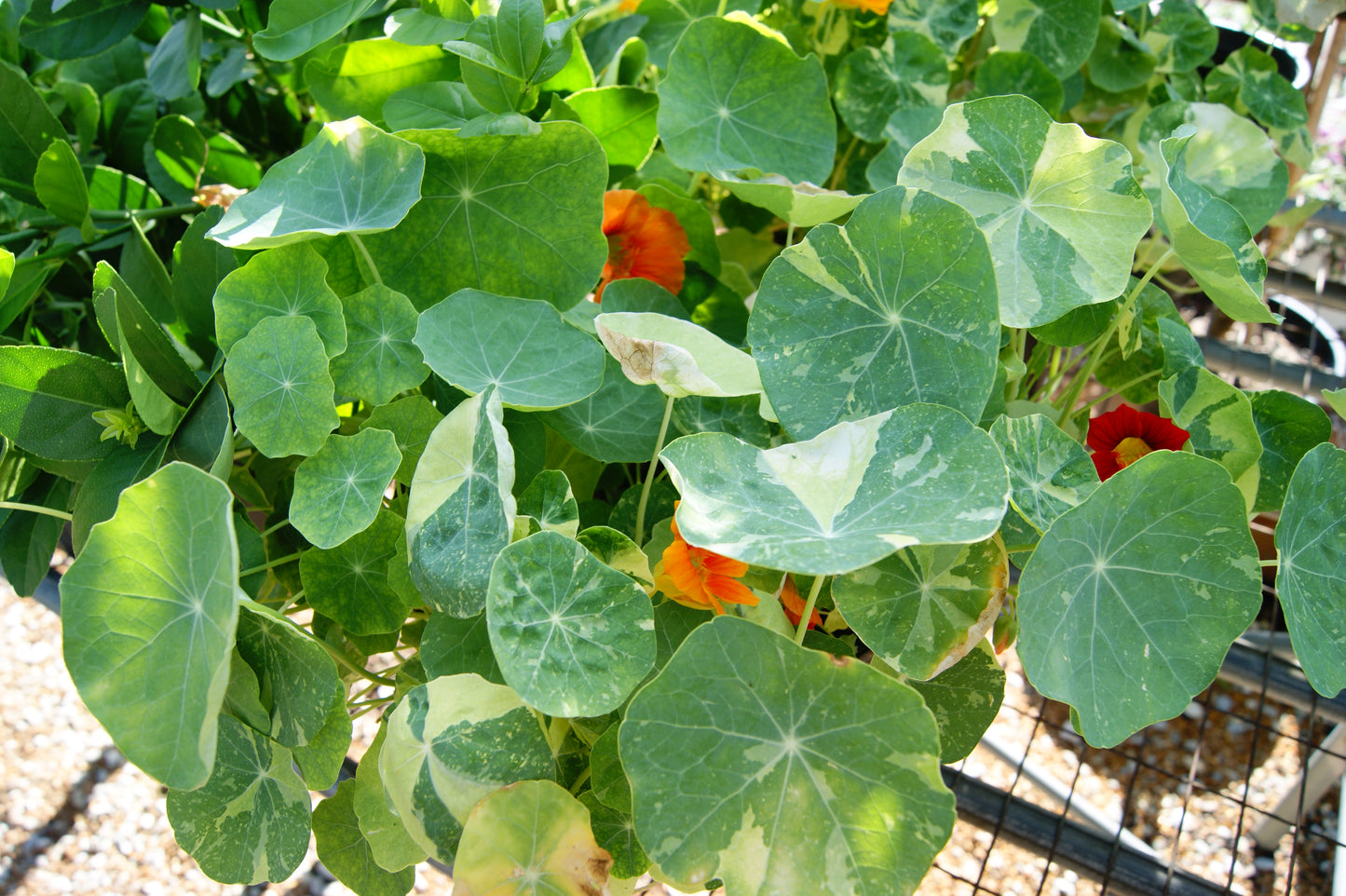 Nasturtium (Tropaeolum)