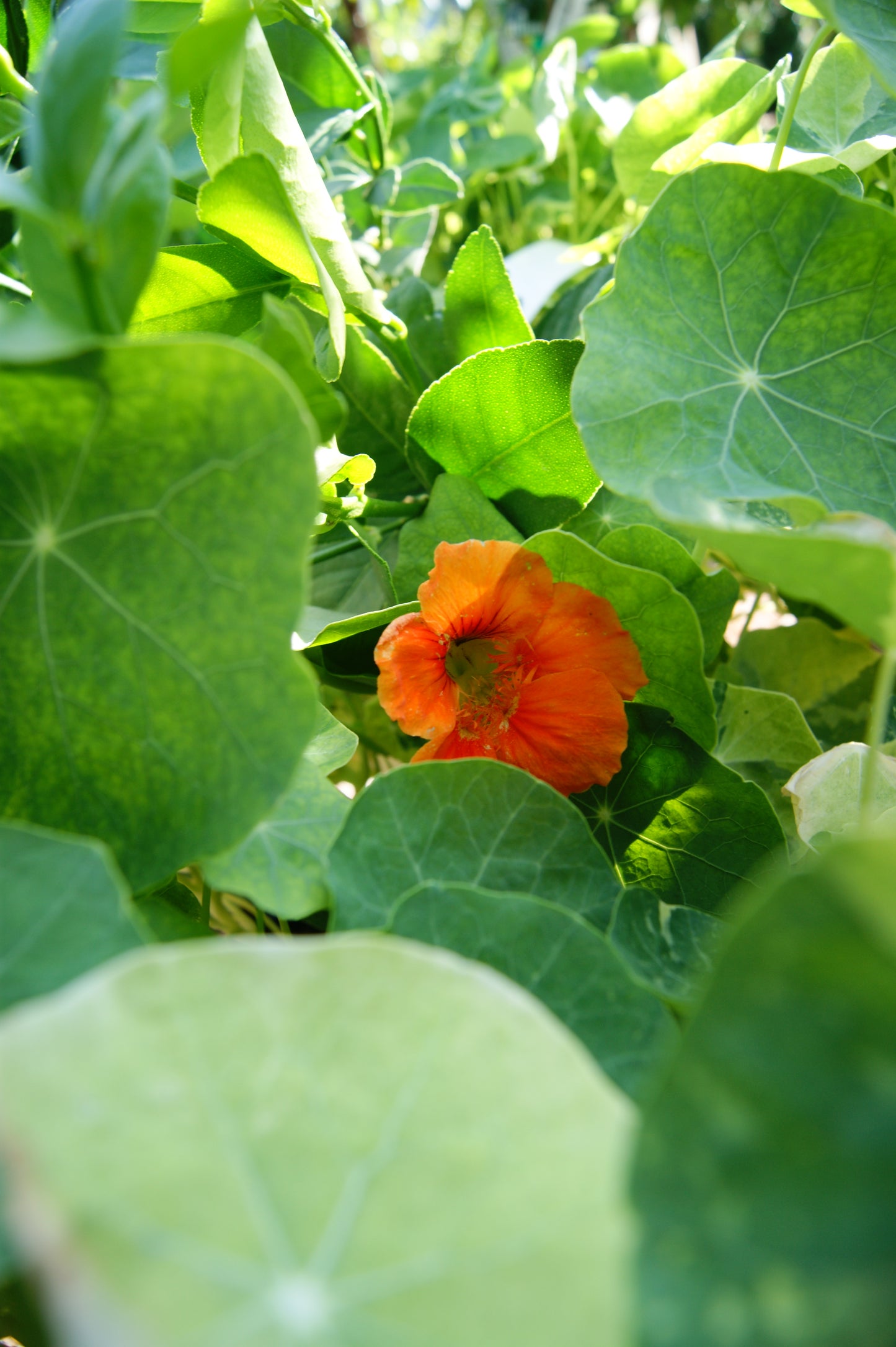 Nasturtium (Tropaeolum)