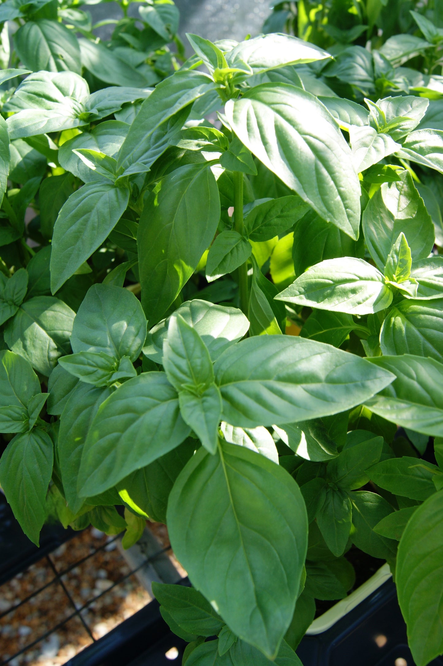 Ocimum basilicum