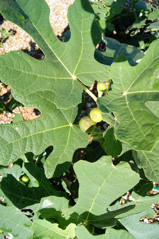 Fig, Fruit 'Fignomenal' (Ficus) Not Hardy