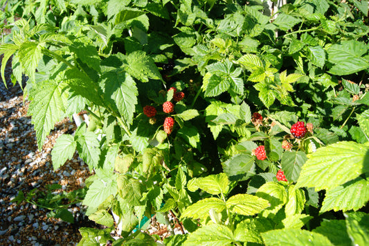 Raspberry, Black 'Jewel' (Rubus)
