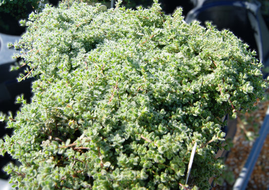 Thyme, Woolly (Thymus)