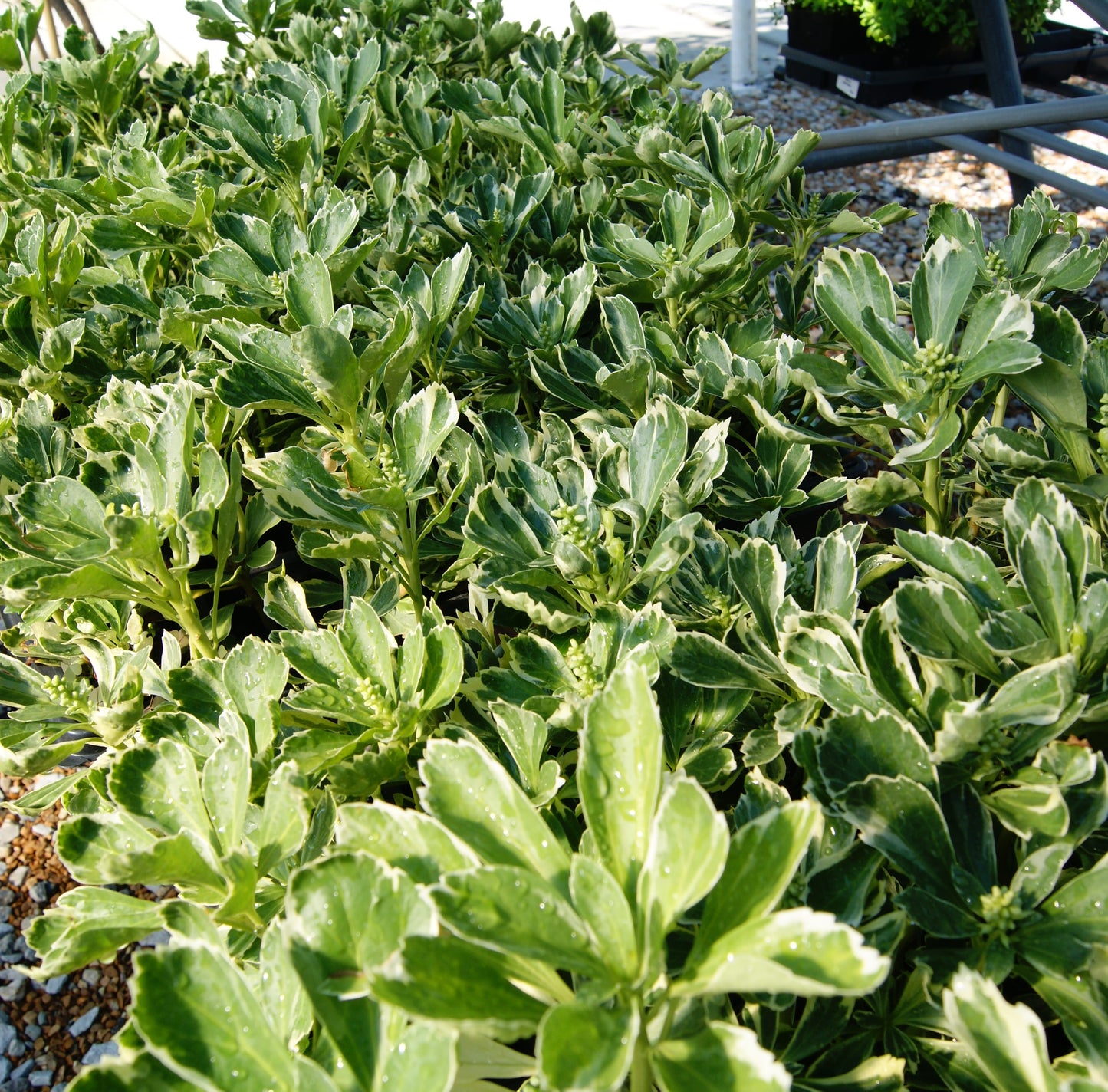 Pachysandra terminalis 'Variegata'