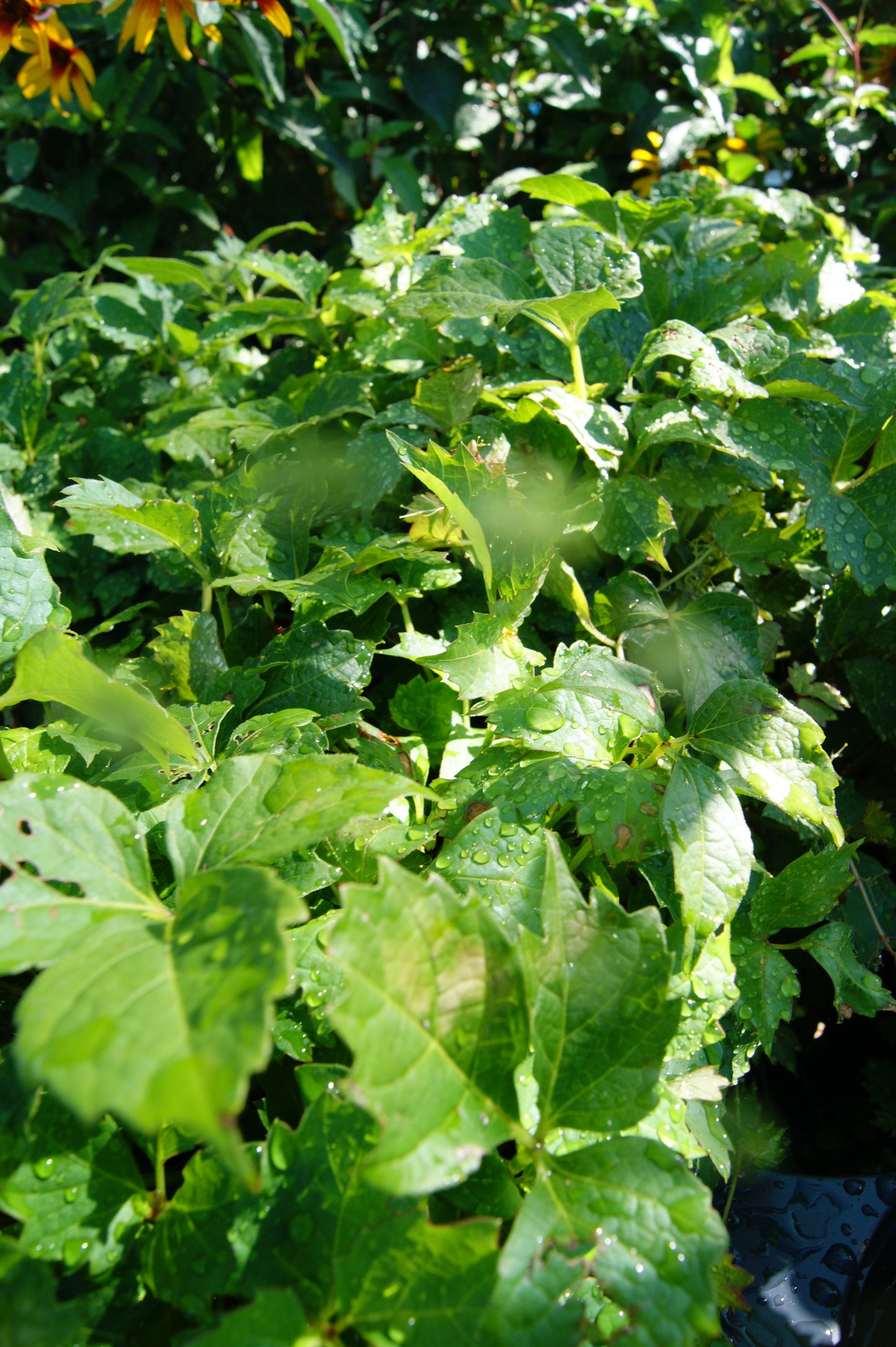 Parthenocissus tricuspidata 'Robusta'