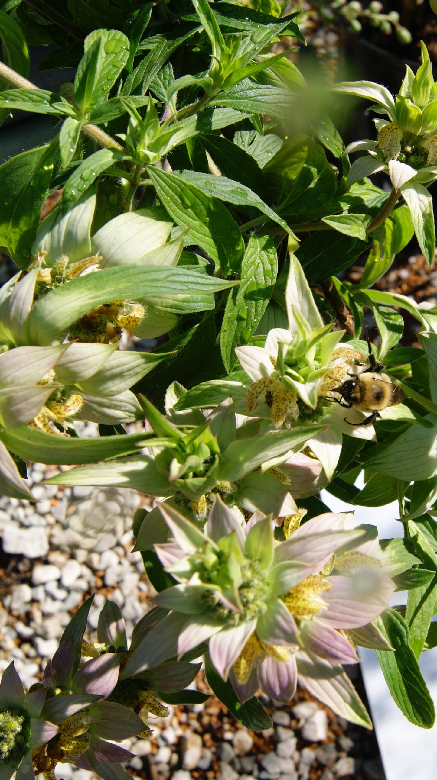 Monarda punctata