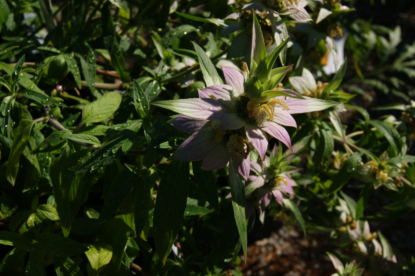 Monarda punctata