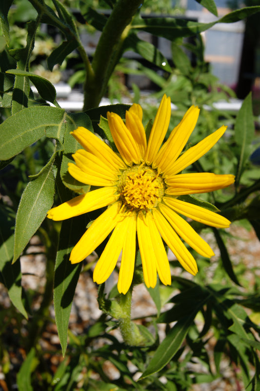 Silphium lacinatum