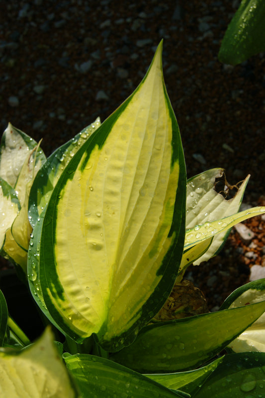 Hosta 'Orange Marmalade'