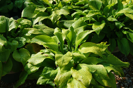 Hosta 'Sum & Substance'