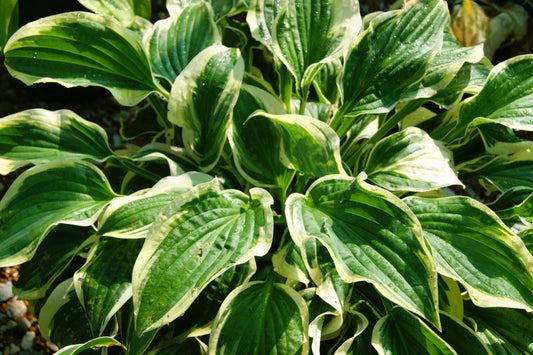 Hosta 'Wide Brim'