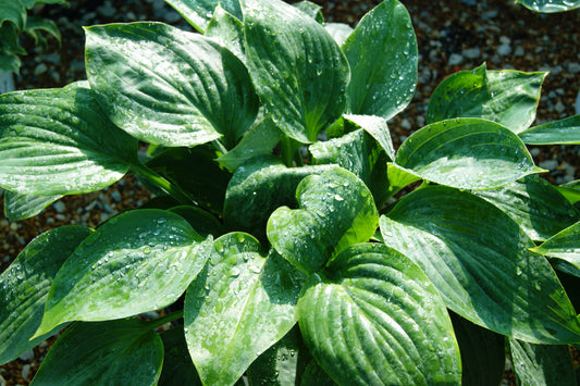 Plantain Lily 'Empress Wu' (Hosta)