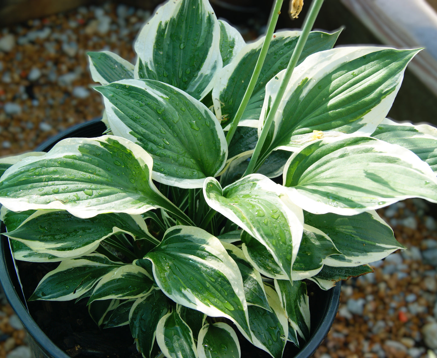 Hosta 'Minuteman'