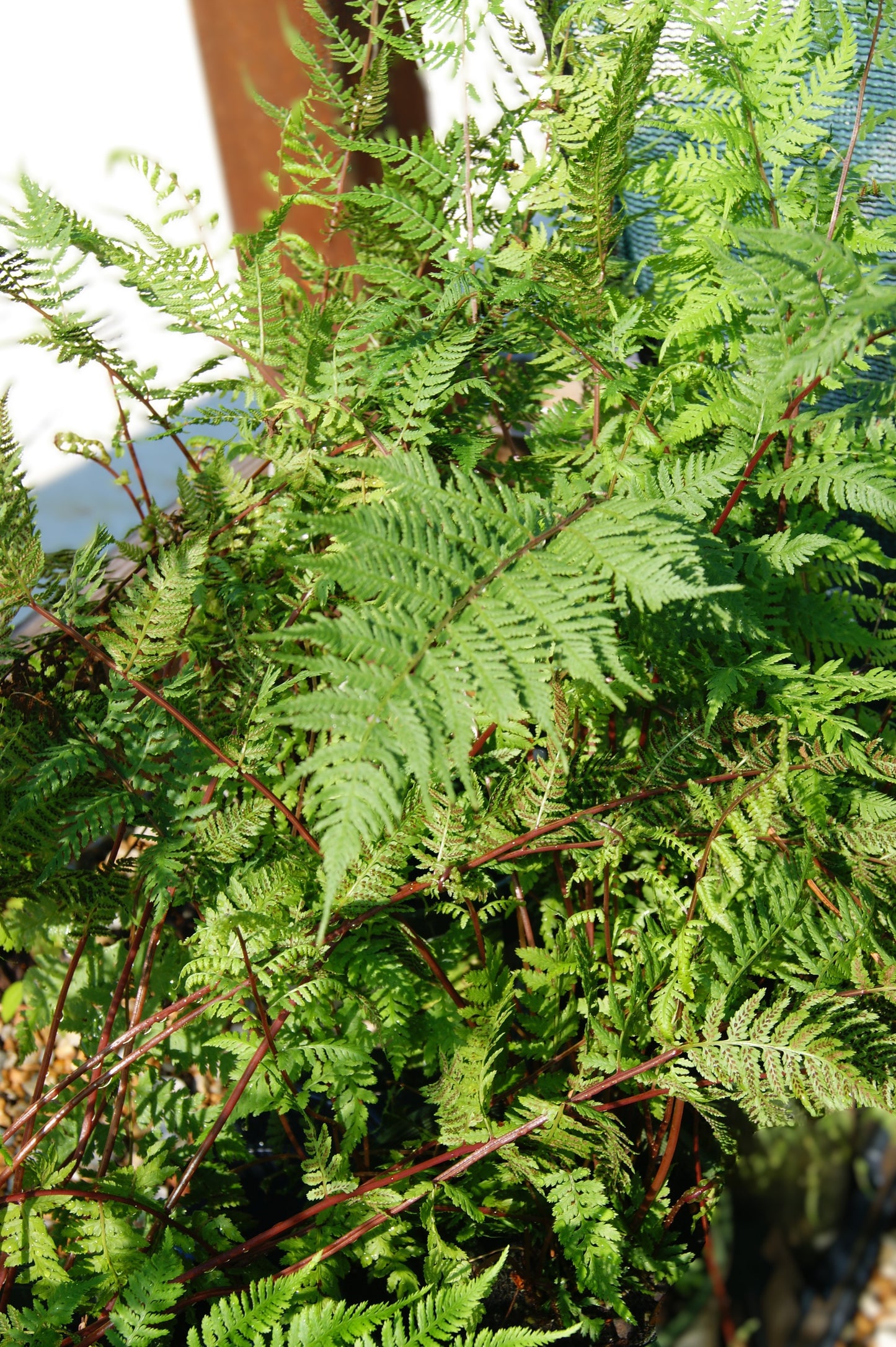 Athyrium filix-femina var. angustum 'Lady in Red'