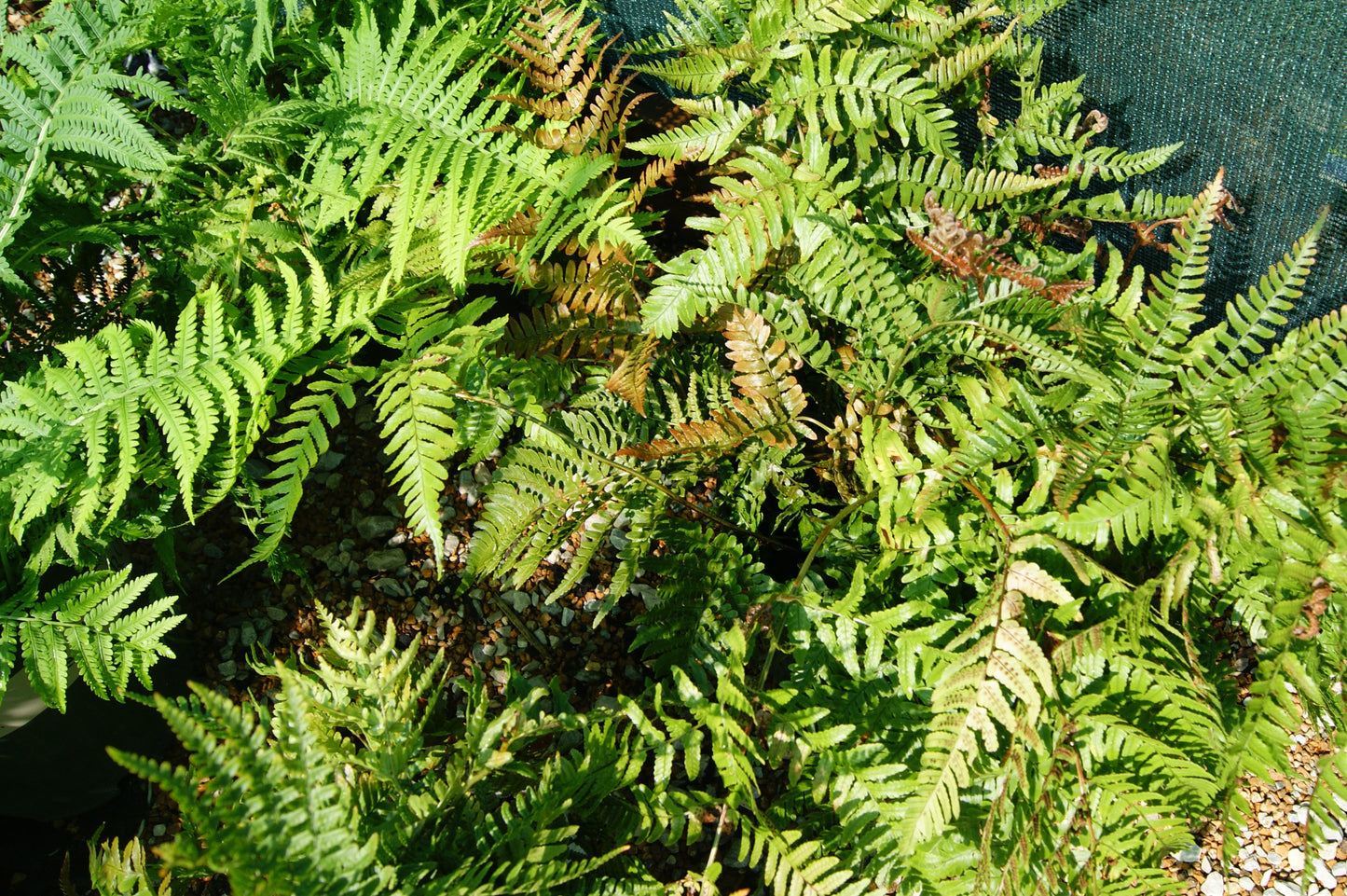 Dryopteris erythrosora 'Brilliance'