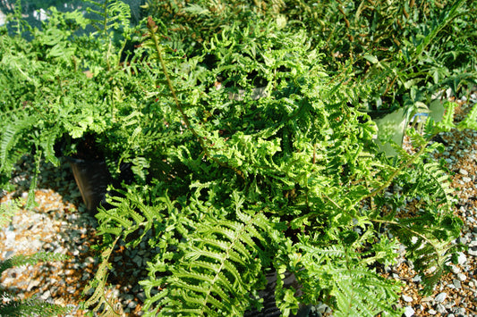 Dryopteris affinis 'Cristata The King'