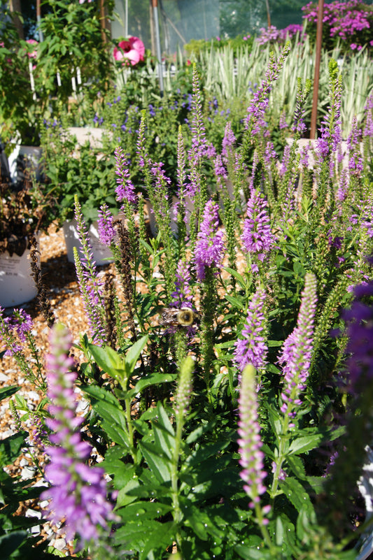 Veronica 'Purple Leia'