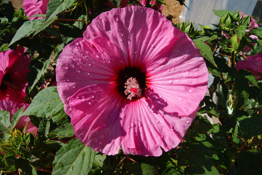 Hibiscus 'Airbrush Effect'