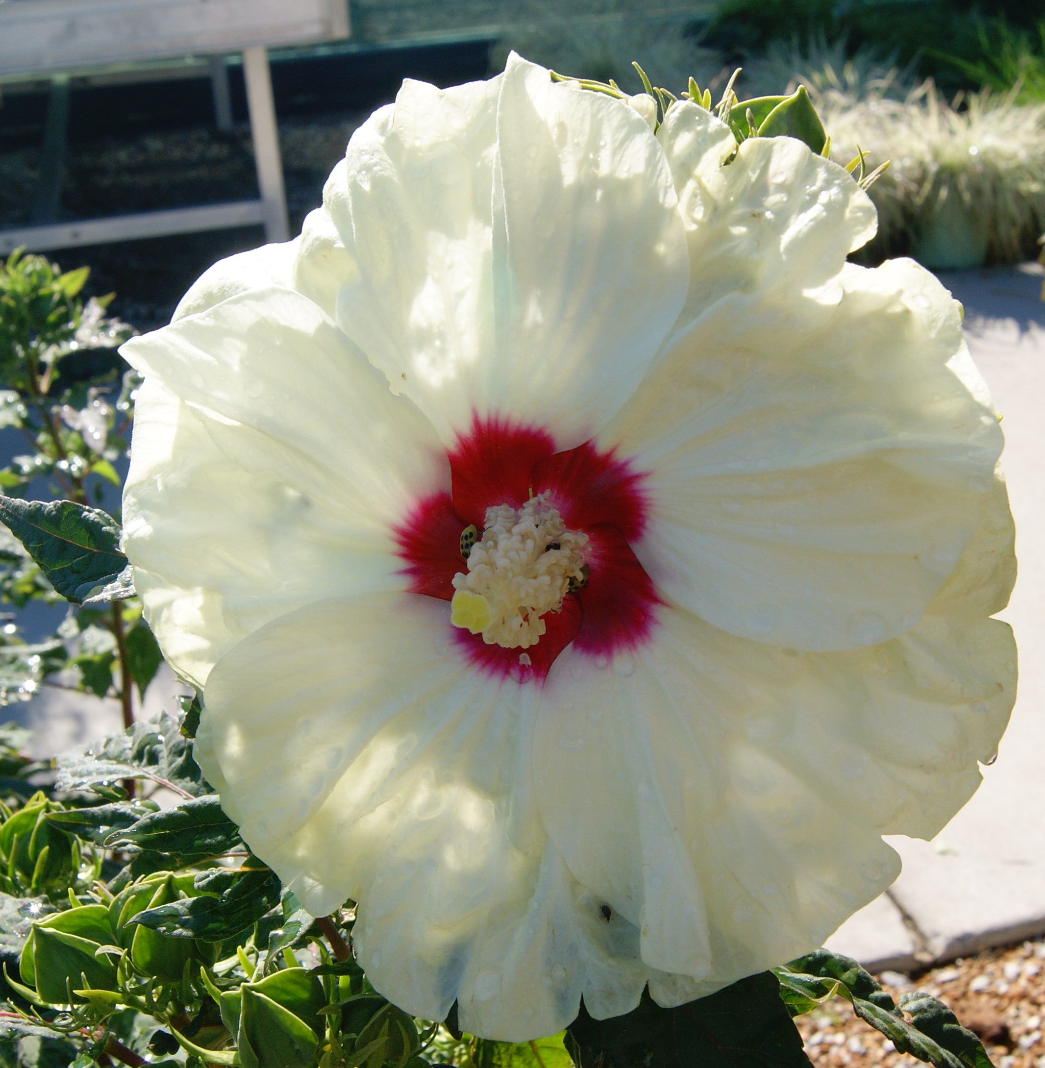 Rose Mallow, Hardy 'Summerific French Vanilla' (Hibiscus