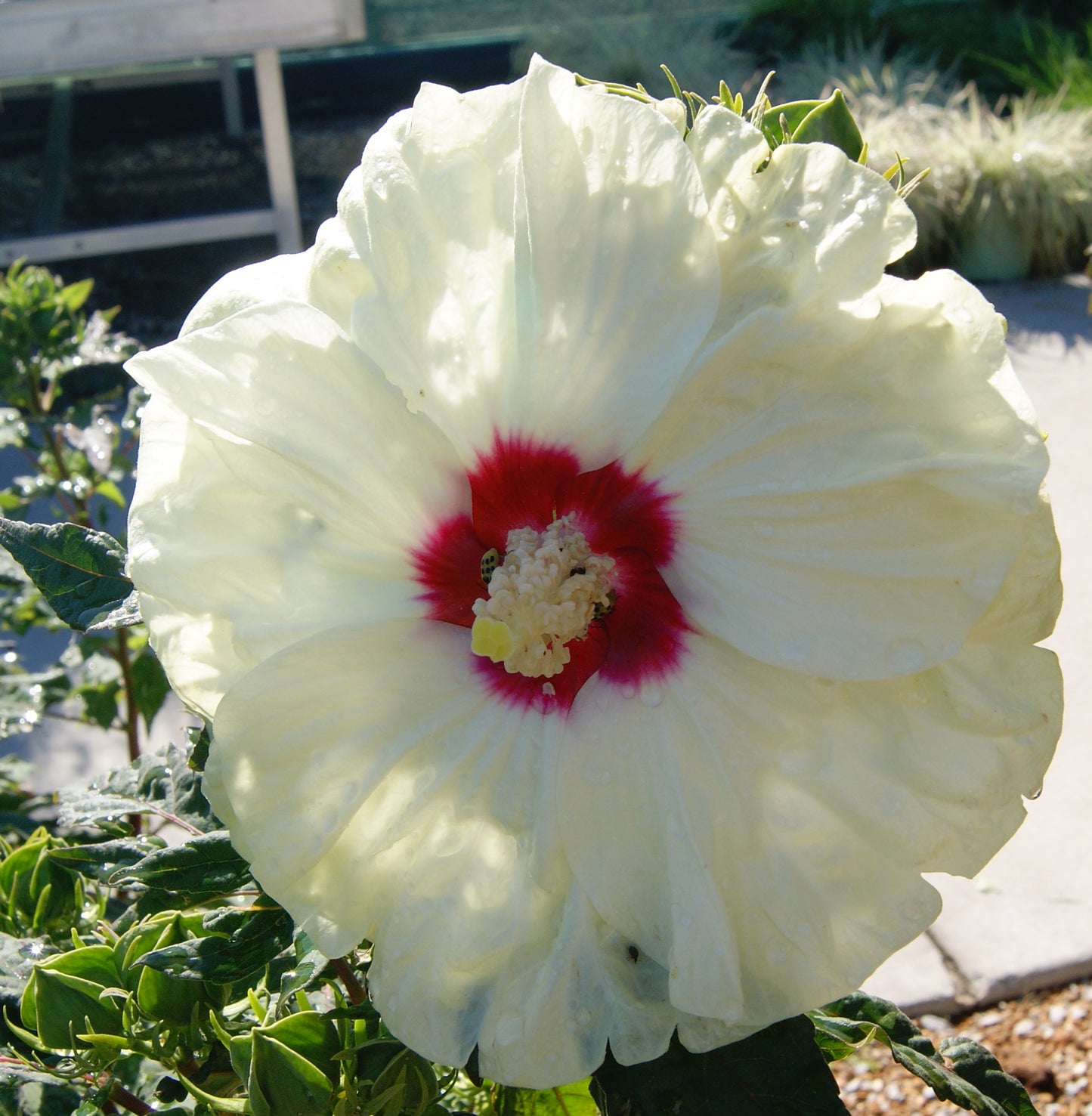 Rose Mallow, Hardy 'Summerific French Vanilla' (Hibiscus)