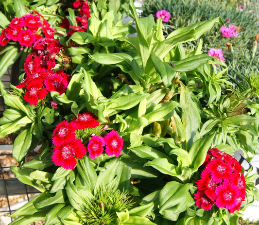 Dianthus barbatus 'Rockin Red'