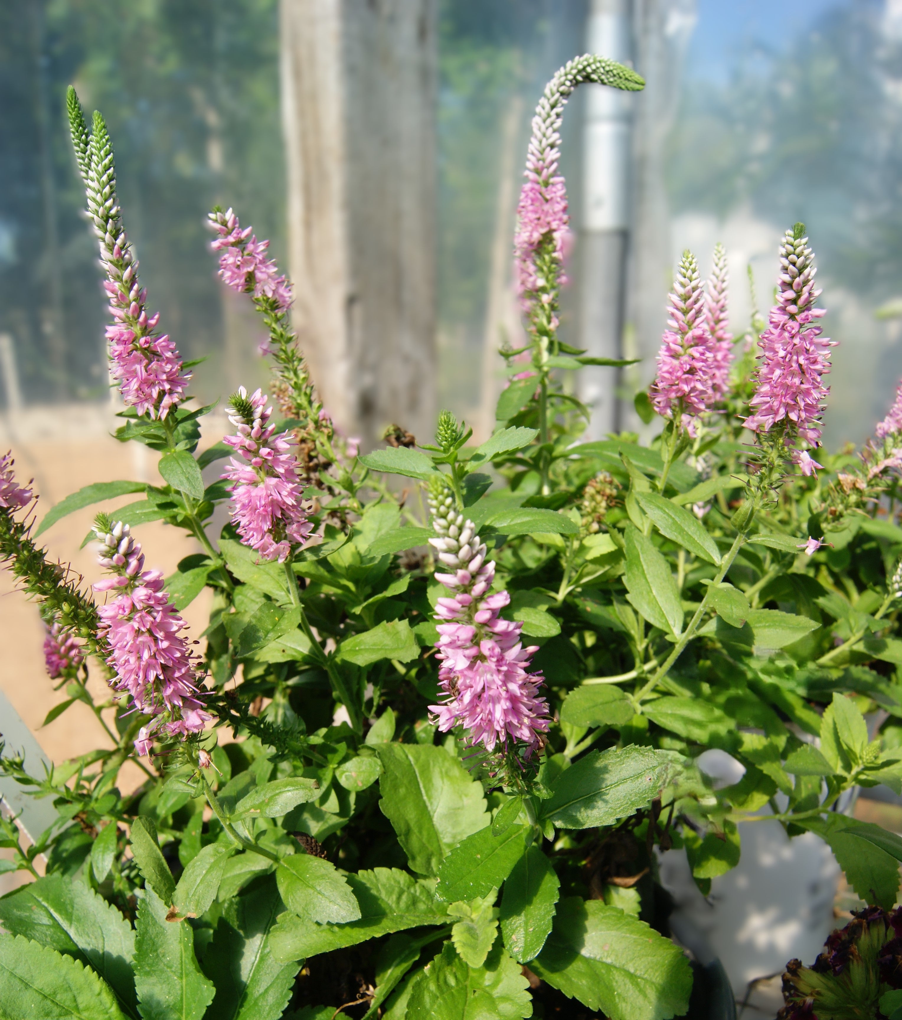 Speedwell, Spiked 'Magic Show Pink Potion' (Veronica) – Passiglia