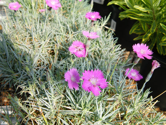 Dianthus gratianopolitanus 'Firewitch'