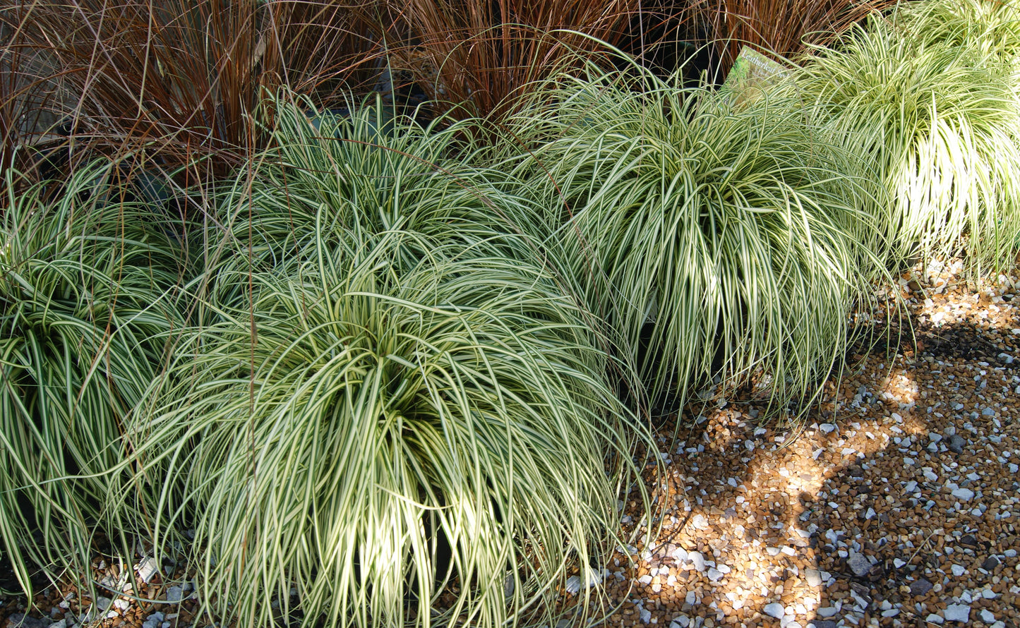 Carex oshimensis 'Everglow'