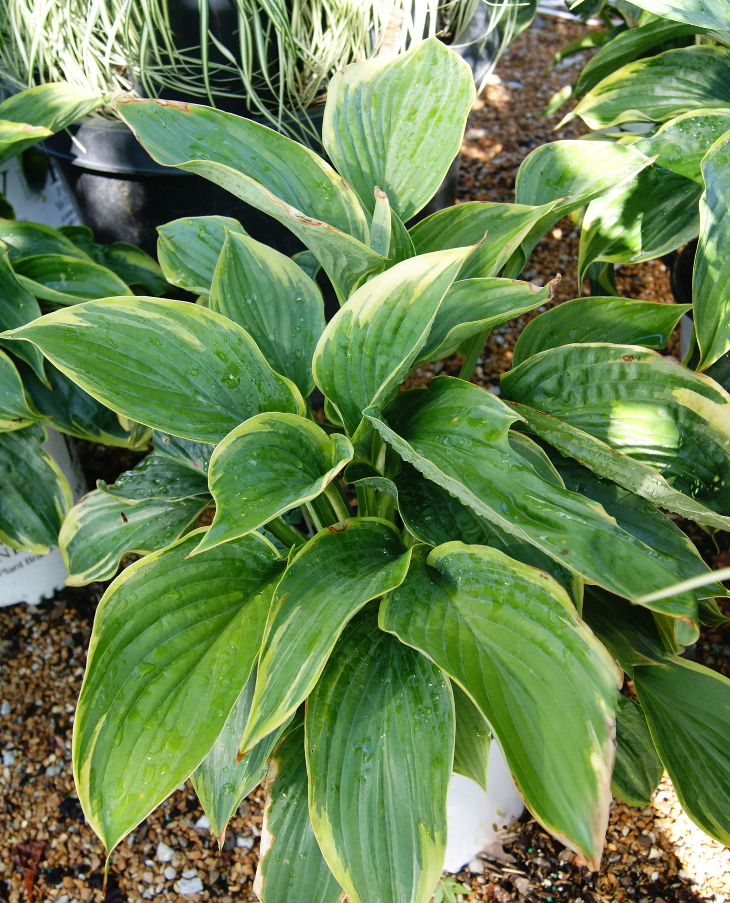 Hosta 'Shadowland Wu-La-La'