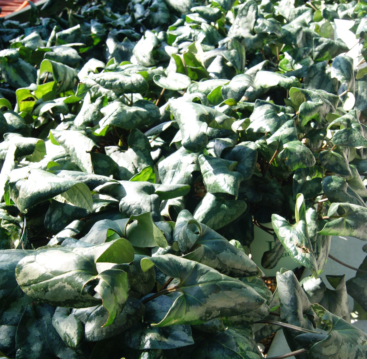 Asarum splendens