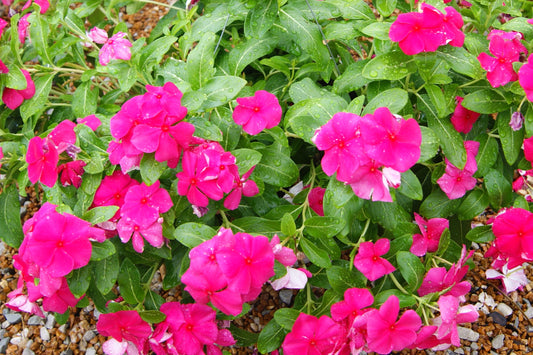 Catharanthus roseus 'Mediterranean'