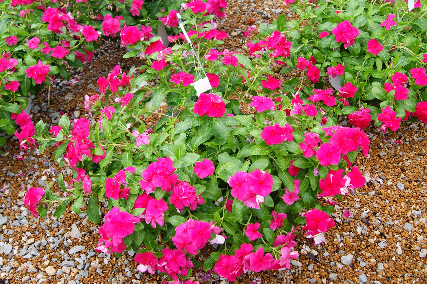 Catharanthus roseus 'Mediterranean'