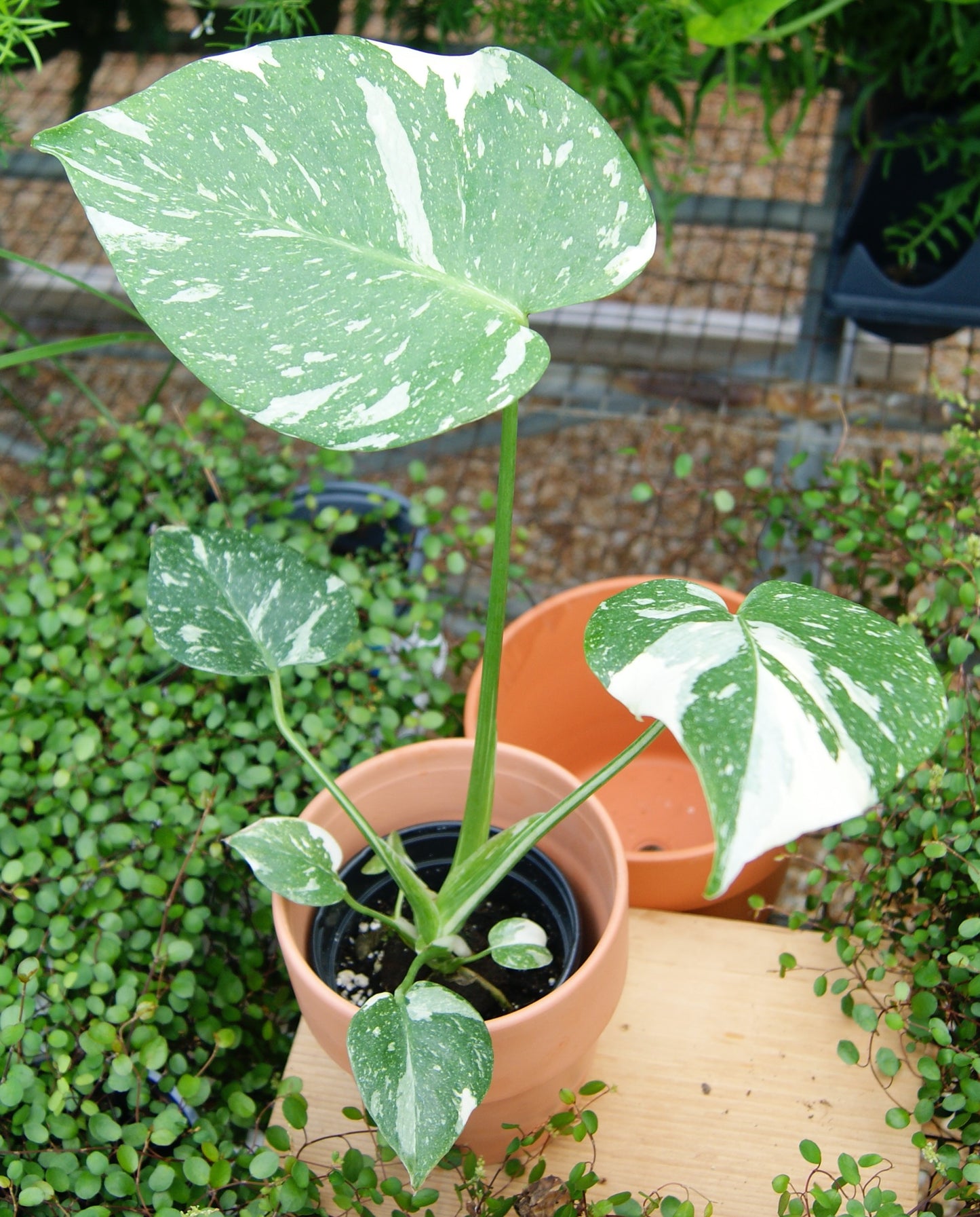 Monstera deliciosa 'Thai Constellation'